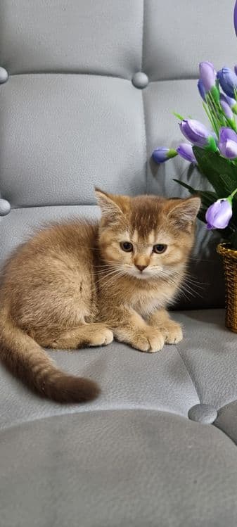 Sotilyapti Britanskiy zolataya shinshilla toza qon — 2