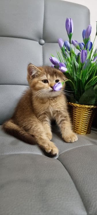 Sotilyapti Britanskiy zolataya shinshilla toza qon — 3