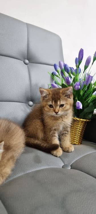 Sotilyapti Britanskiy zolataya shinshilla toza qon — 4