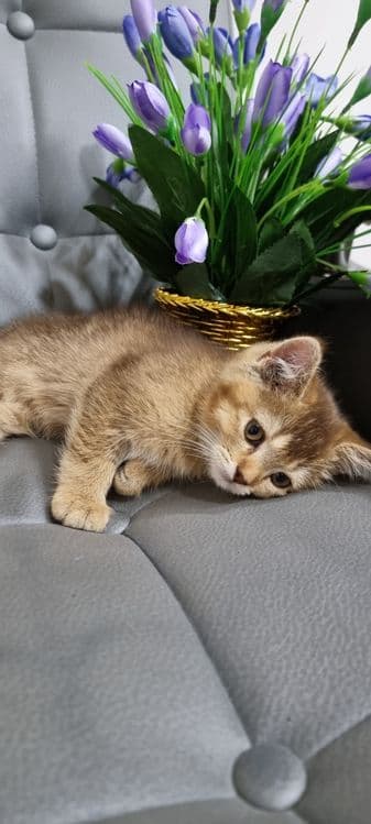 Sotilyapti Britanskiy zolataya shinshilla toza qon — 5
