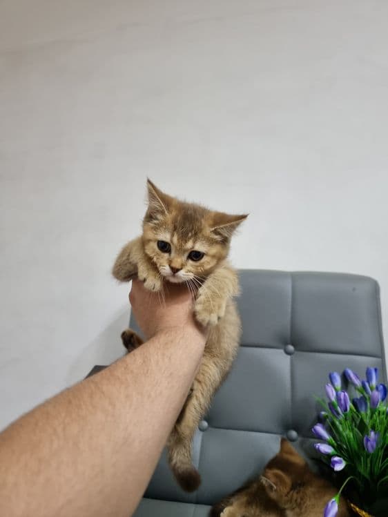 Sotilyapti Britanskiy zolataya shinshilla toza qon — 8