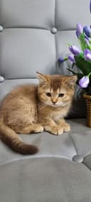 Продается чистокровные британская золатая шиншилла