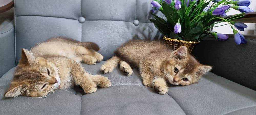 Продается чистокровные британская золатая шиншилла — 5