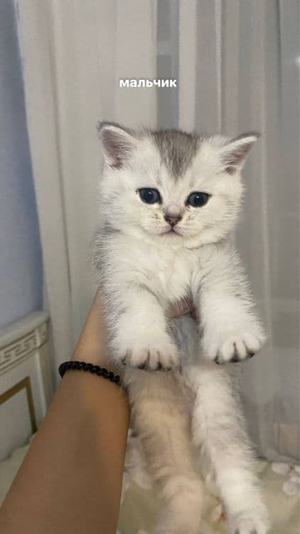 котята шиншилы — 1