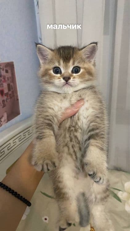 котята шиншилы — 2