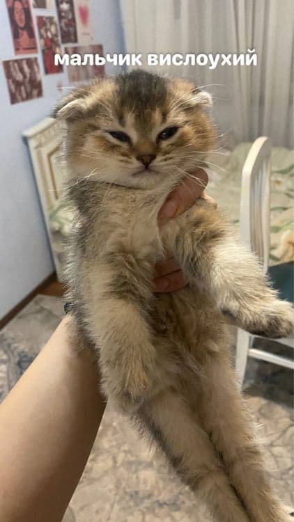 котята шиншилы — 3