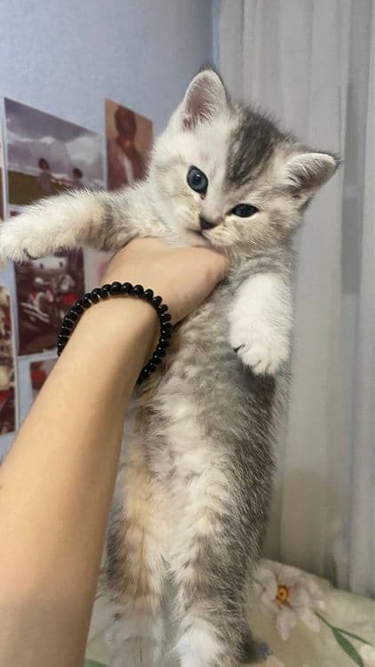 котята шиншилы — 4