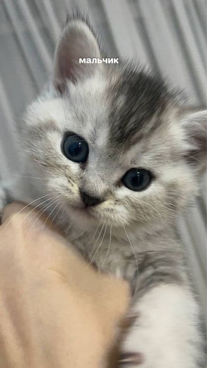 котята шиншилы — 5