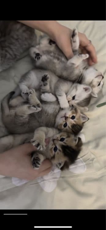 котята шиншилы — 6