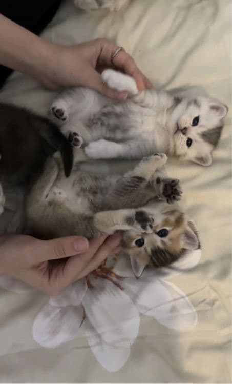 котята шиншилы — 7