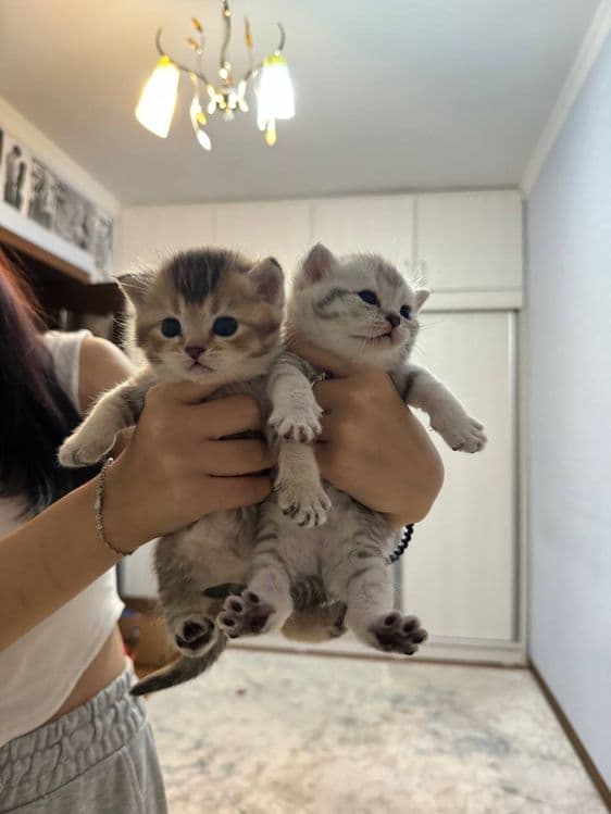 котята шиншилы — 8
