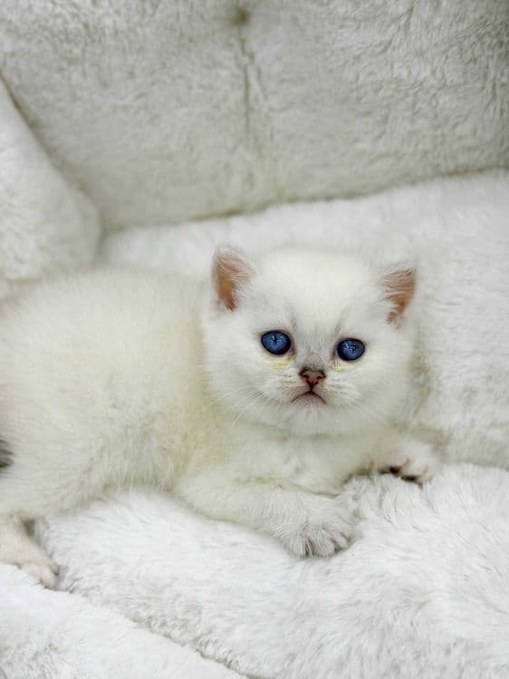 продажа котят породистый — 2