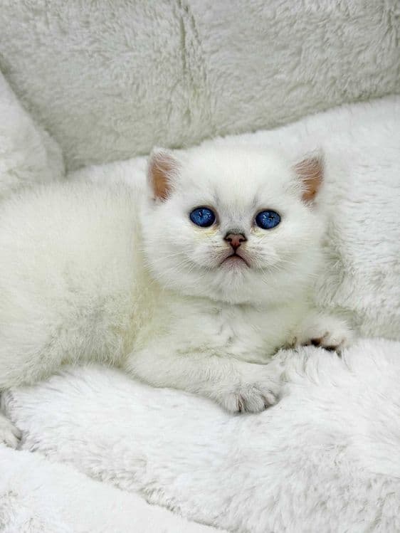 продажа котят породистый — 3