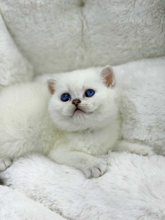 продажа котят породистый — 4
