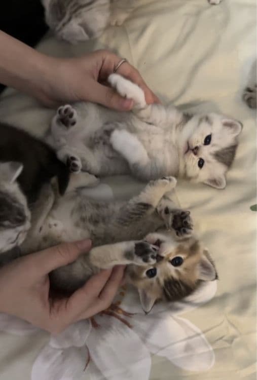 котята шиншилы — 1