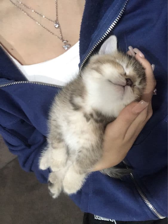 котята шиншилы — 2