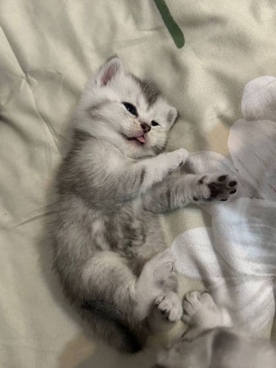 котята шиншилы — 3