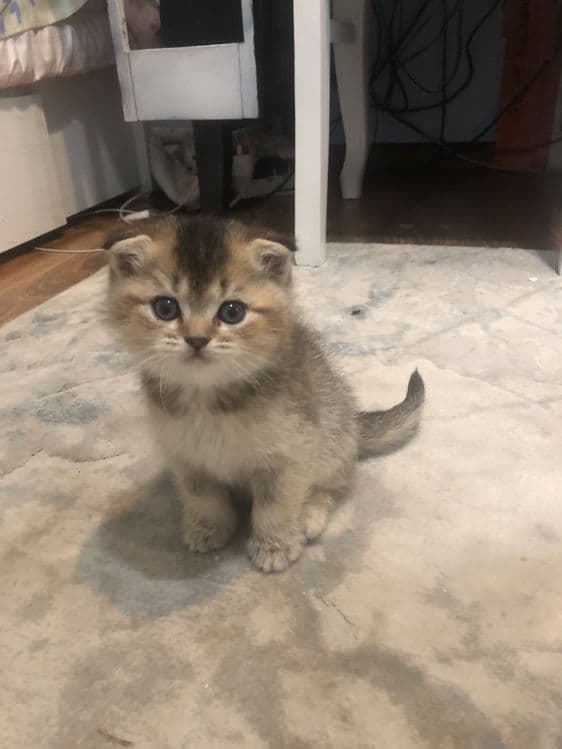 котята шиншилы — 5