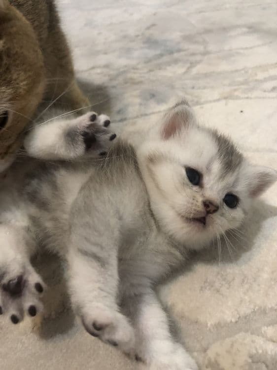 котята шиншилы — 6