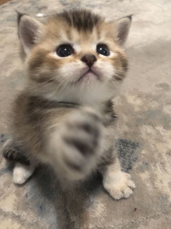 котята шиншилы — 7