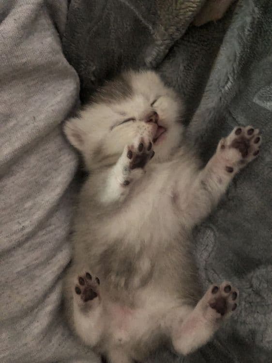 котята шиншилы — 8