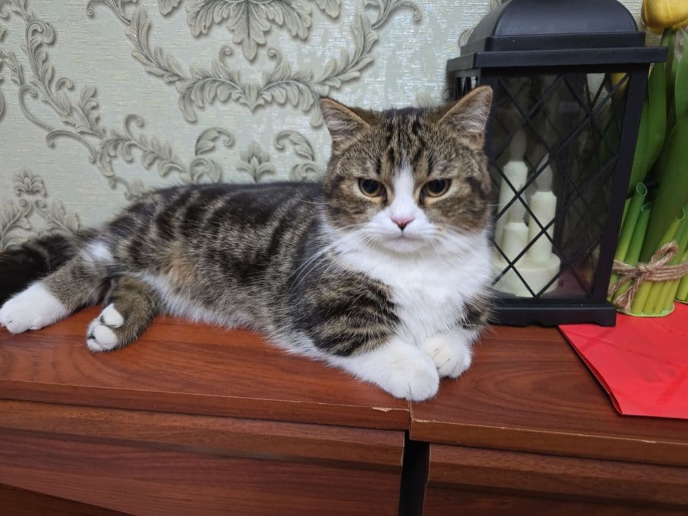 Манчкин и Скотш страйт — 2