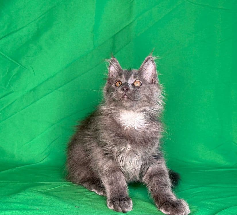 Продаются чистопородные котята мейнкун. — 2