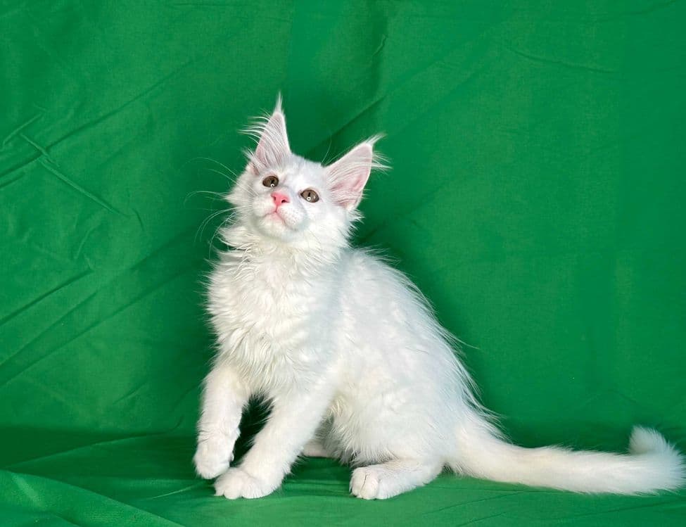 Продаются чистопородные котята мейнкун. — 4