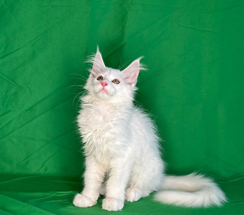 Продаются чистопородные котята мейнкун. — 5
