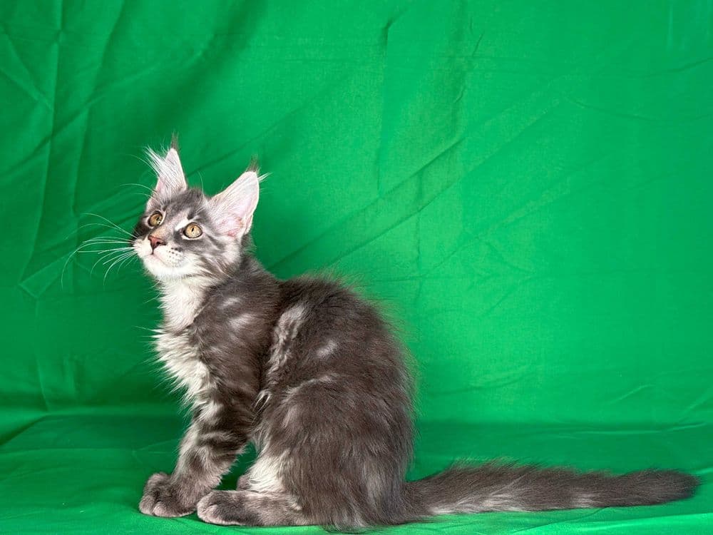 Продаются чистопородные котята мейнкун. — 7
