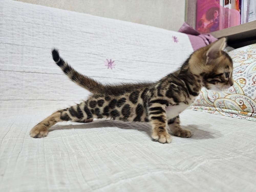 Бронируйте бенгальских котят. Возраст 1 месяц. — 2