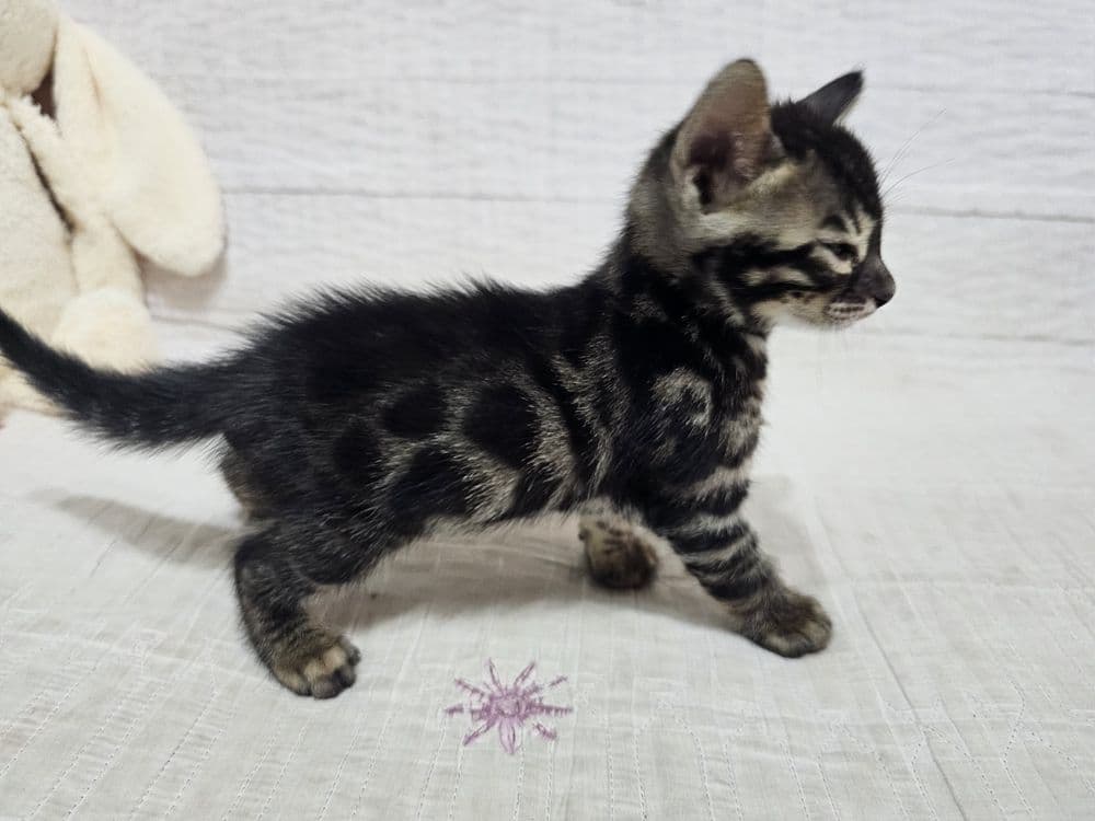 Бронируйте бенгальских котят. Возраст 1 месяц. — 4