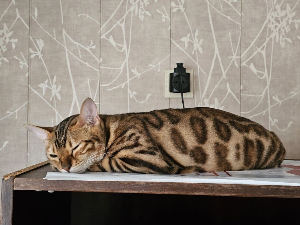 Бронируйте бенгальских котят. Возраст 1 месяц. — 5