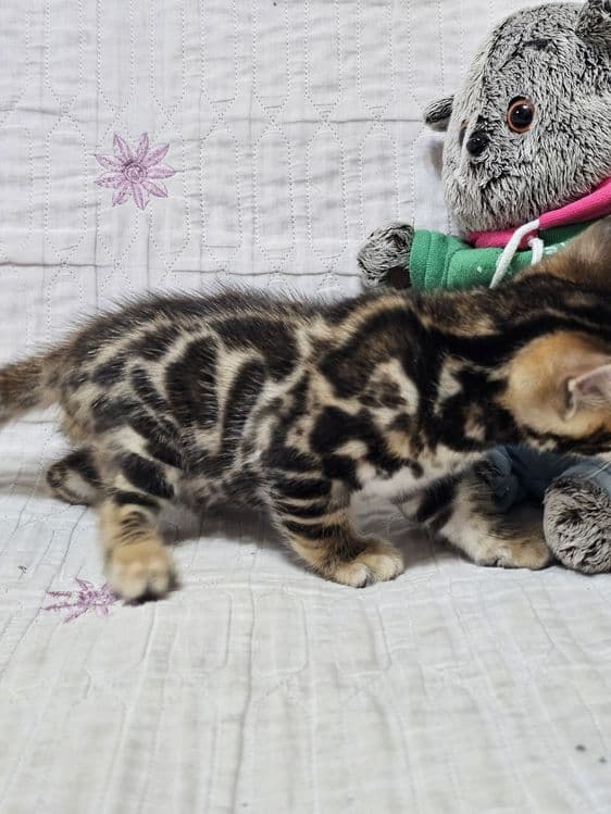 Бронируйте бенгальских котят. Возраст 1 месяц. — 8