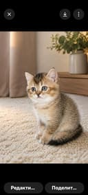 Шотландские котята Золотая шиншилла