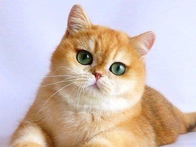 Золотая шиншилла котята — 3