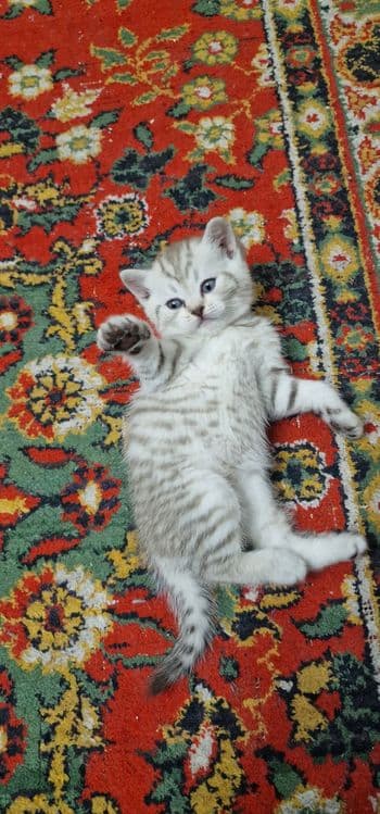 Продаётся котёнок, британская короткошерстная — 2