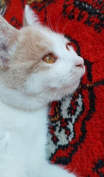 Пожалуйста умоляю вас верните нам нашу кошечку мы очень по ней скучаем — 3
