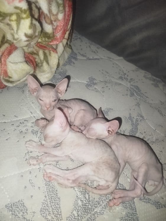 Продаю котят пародистых сфинксов — 2