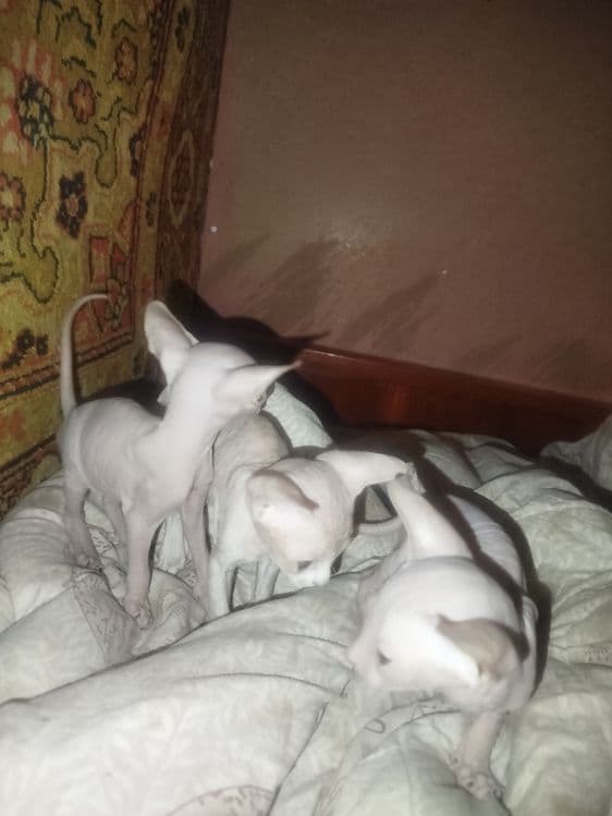 Продаю котят пародистых сфинксов — 3