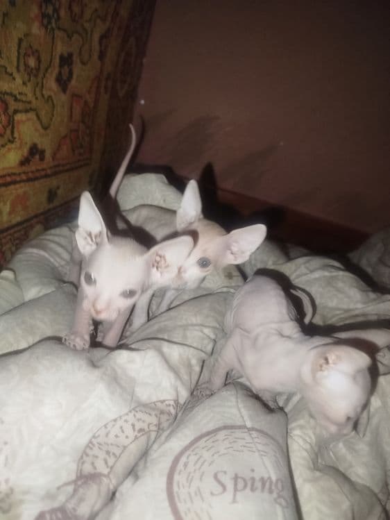 Продаю котят пародистых сфинксов — 4