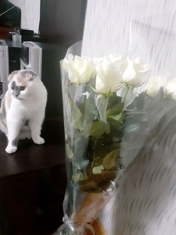 Мушу сотлади хомладор — 3
