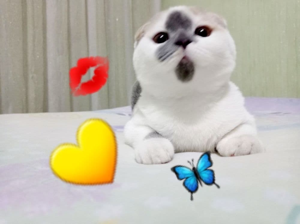 Мушу сотлади хомладор — 6