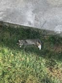 Кошка с 2 цетами галаз