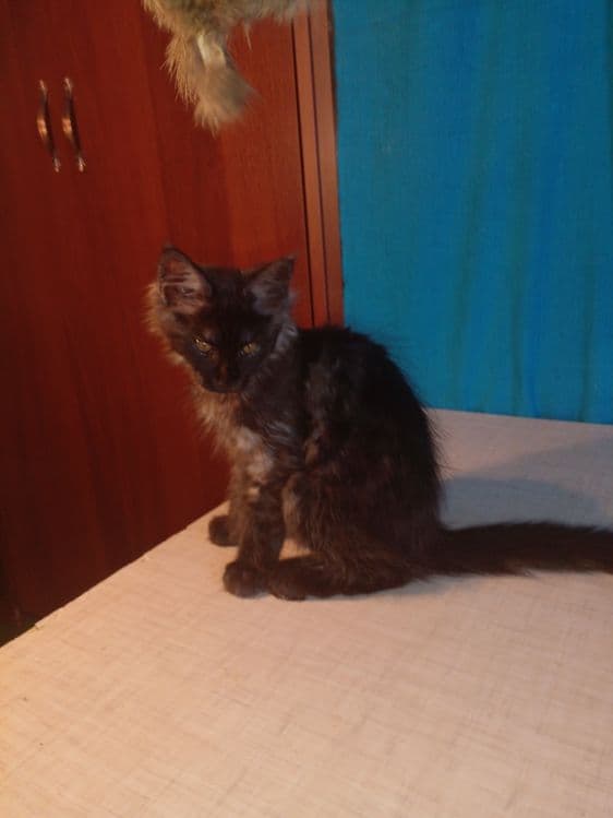 Продаю котят мейн-кунов. — 1