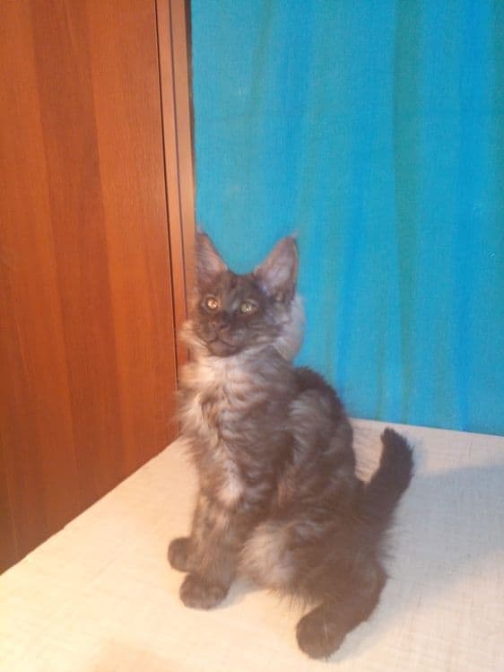Продаю котят мейн-кунов. — 2