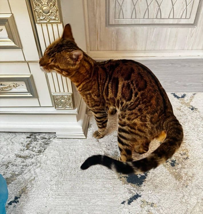 Bengal mushuk.             ... — 2