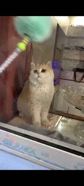 Мушук срочно сотилади — 3