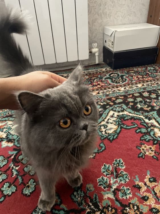 Britanski mushuk — 2