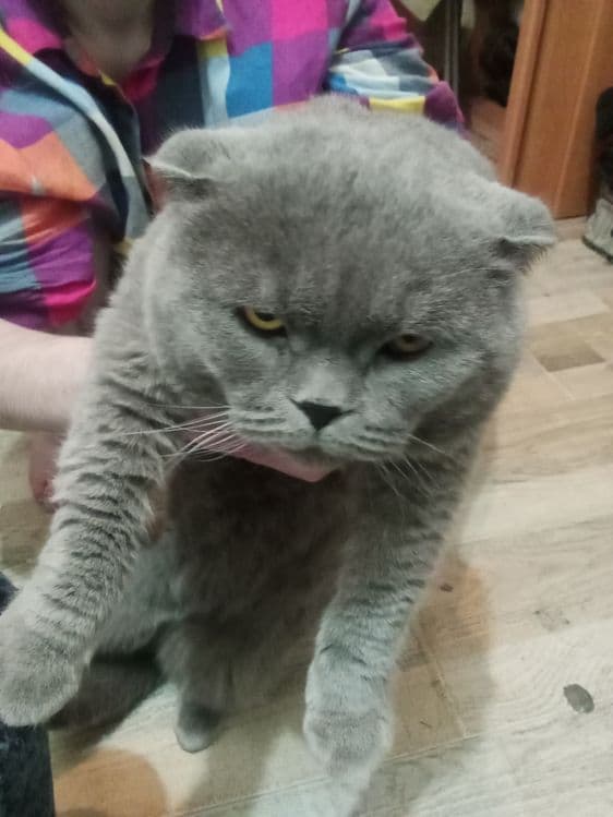 Продается кошка веслоухая.Цена 300$.Договоримся — 1